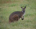 1208-1932 Wallaby (1060320)